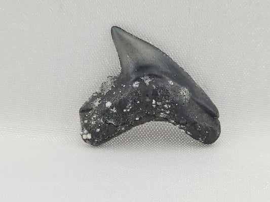 Tiger Shark(Modern) Tooth ID#113