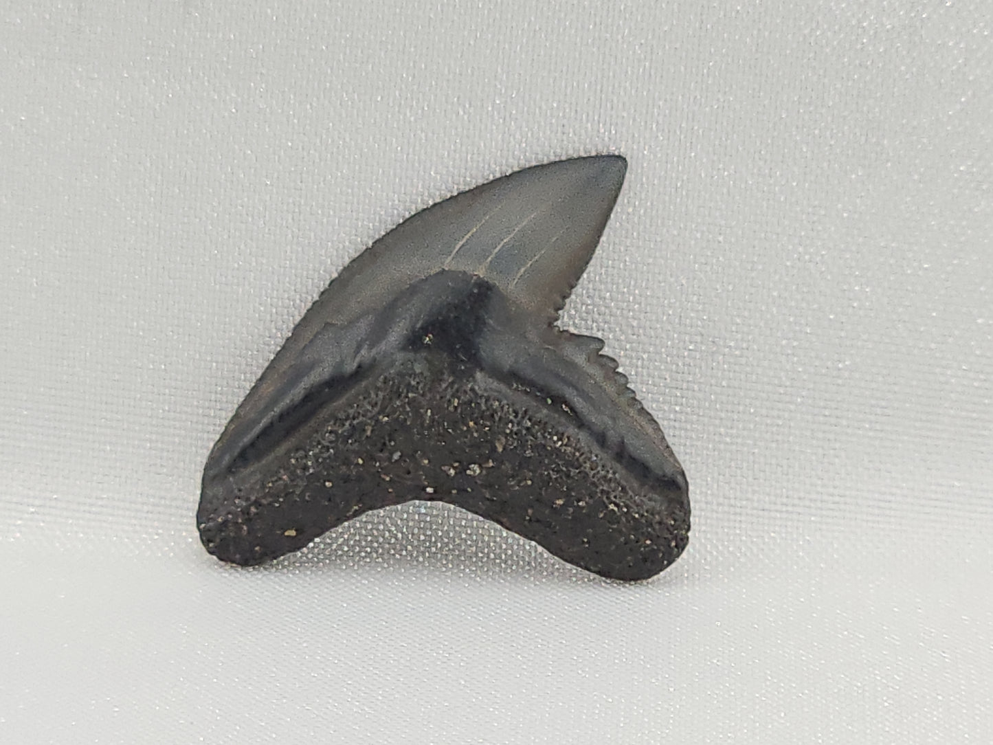 Tiger Shark(Modern) Tooth ID#114