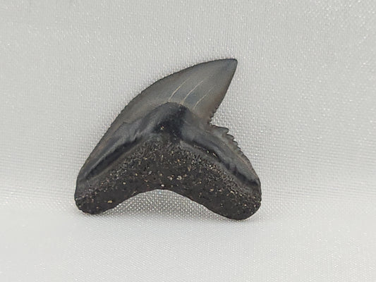 Tiger Shark(Modern) Tooth ID#114