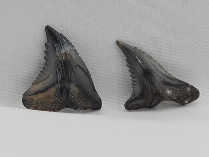 Snaggletooth Shark Tooth ID#115