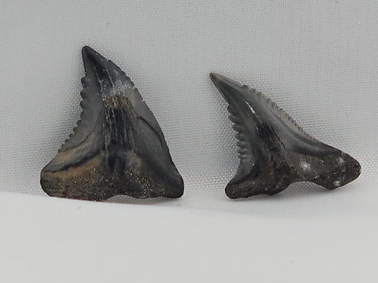 Snaggletooth Shark Tooth ID#115