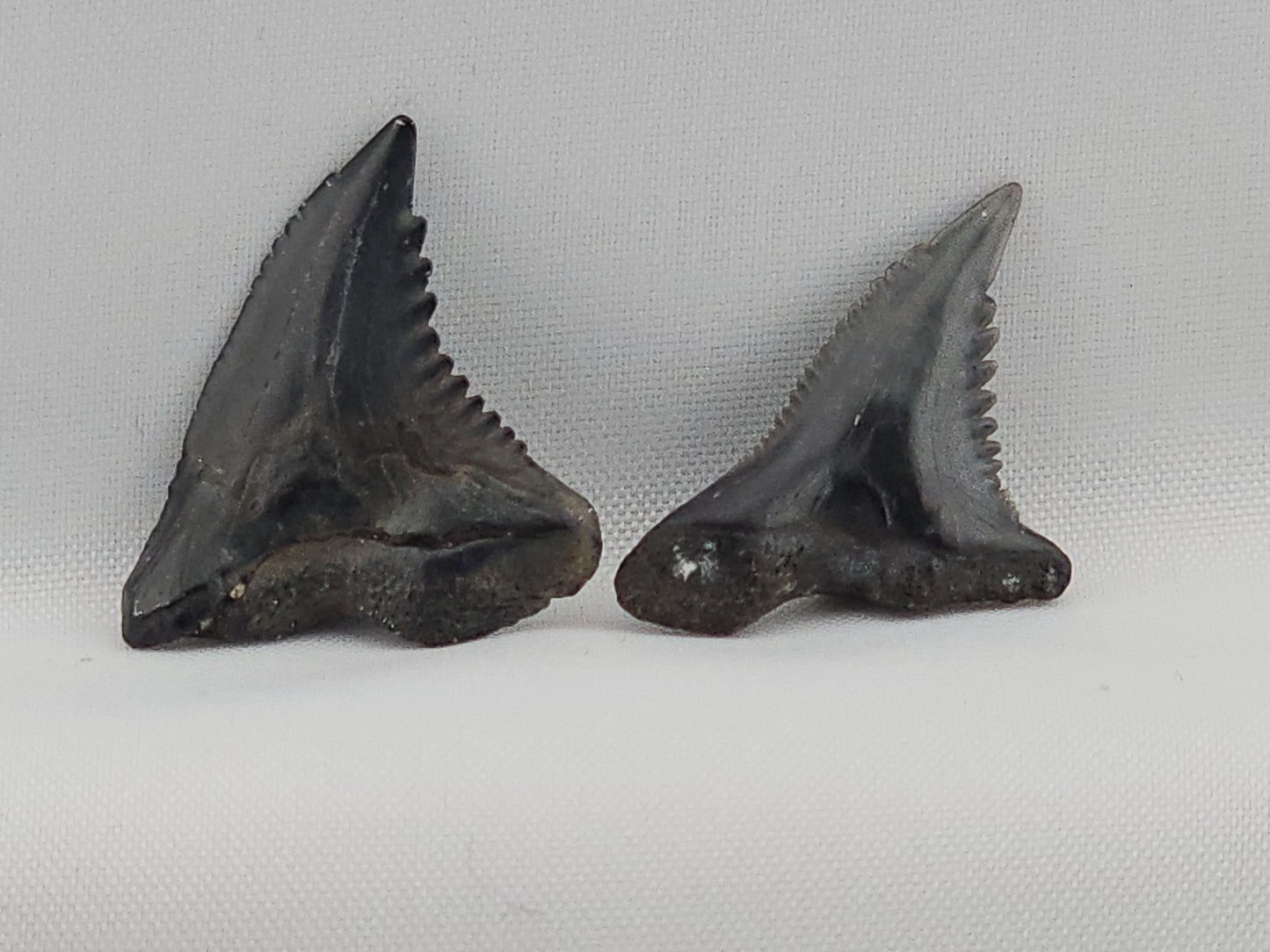 Snaggletooth Shark Tooth ID#115