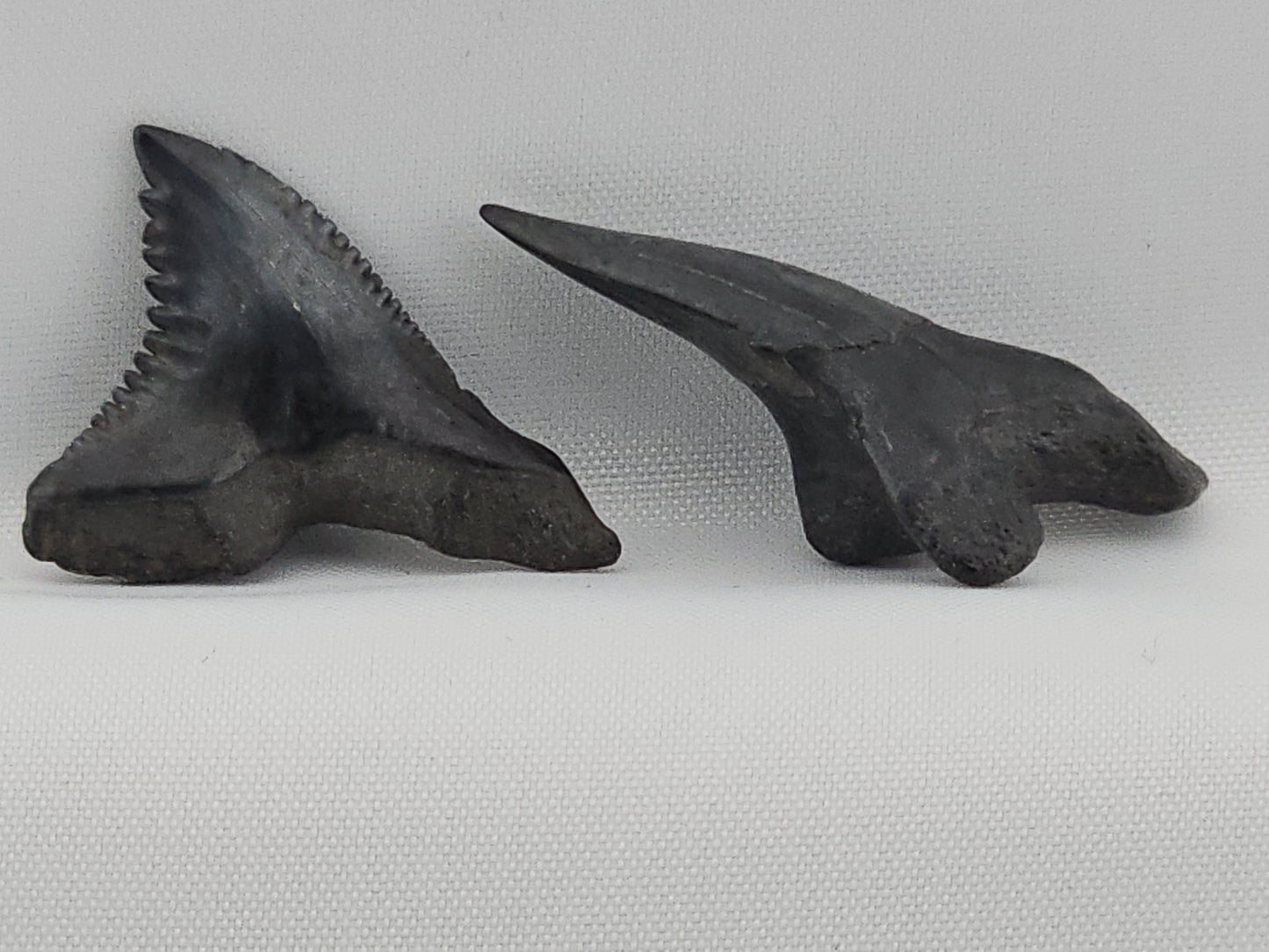 Snaggletooth Shark Tooth ID#115