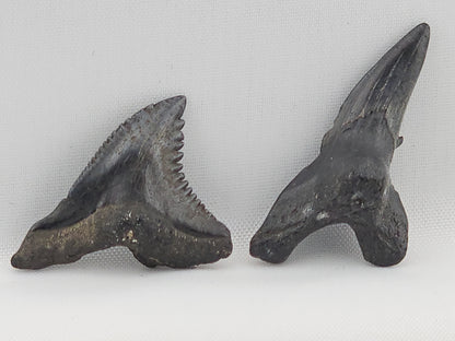 Snaggletooth Shark Tooth ID#115