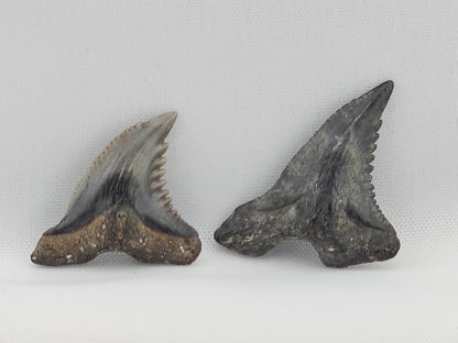 Snaggletooth Shark Tooth ID#115