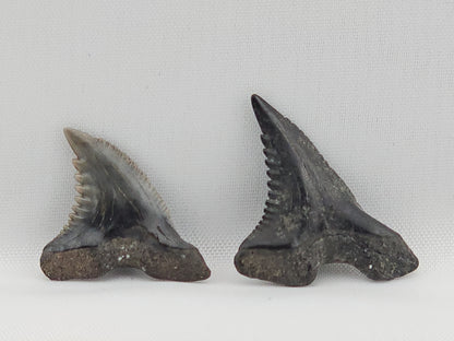Snaggletooth Shark Tooth ID#115