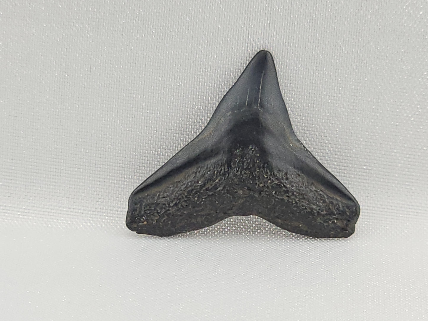 Bull Shark Tooth ID#116
