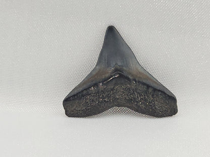 Bull Shark Tooth ID#116
