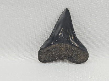 Bull Shark Tooth ID#117