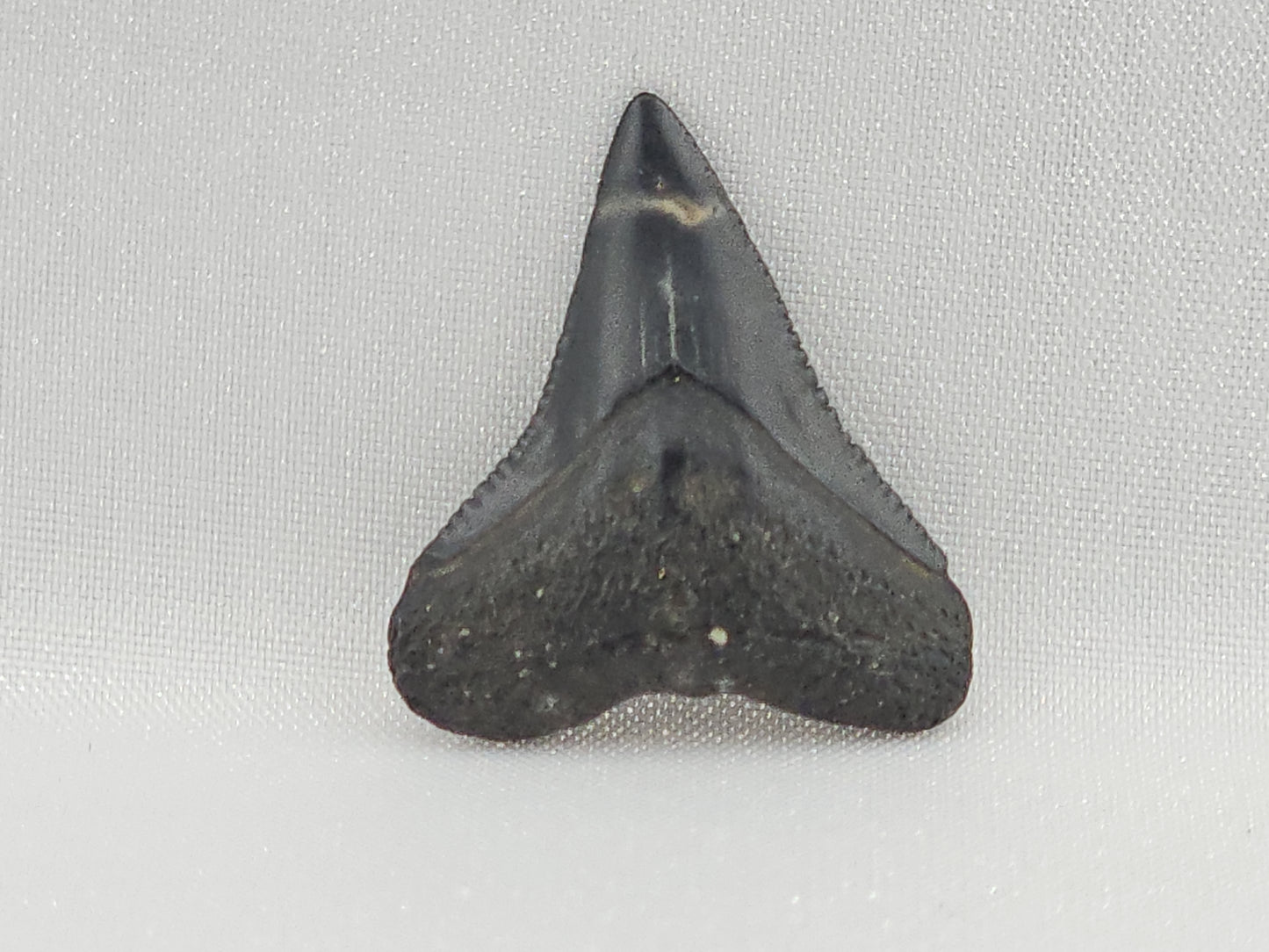 Bull Shark Tooth ID#117