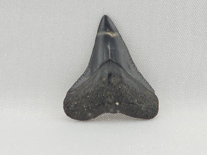 Bull Shark Tooth ID#117