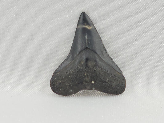 Bull Shark Tooth ID#117