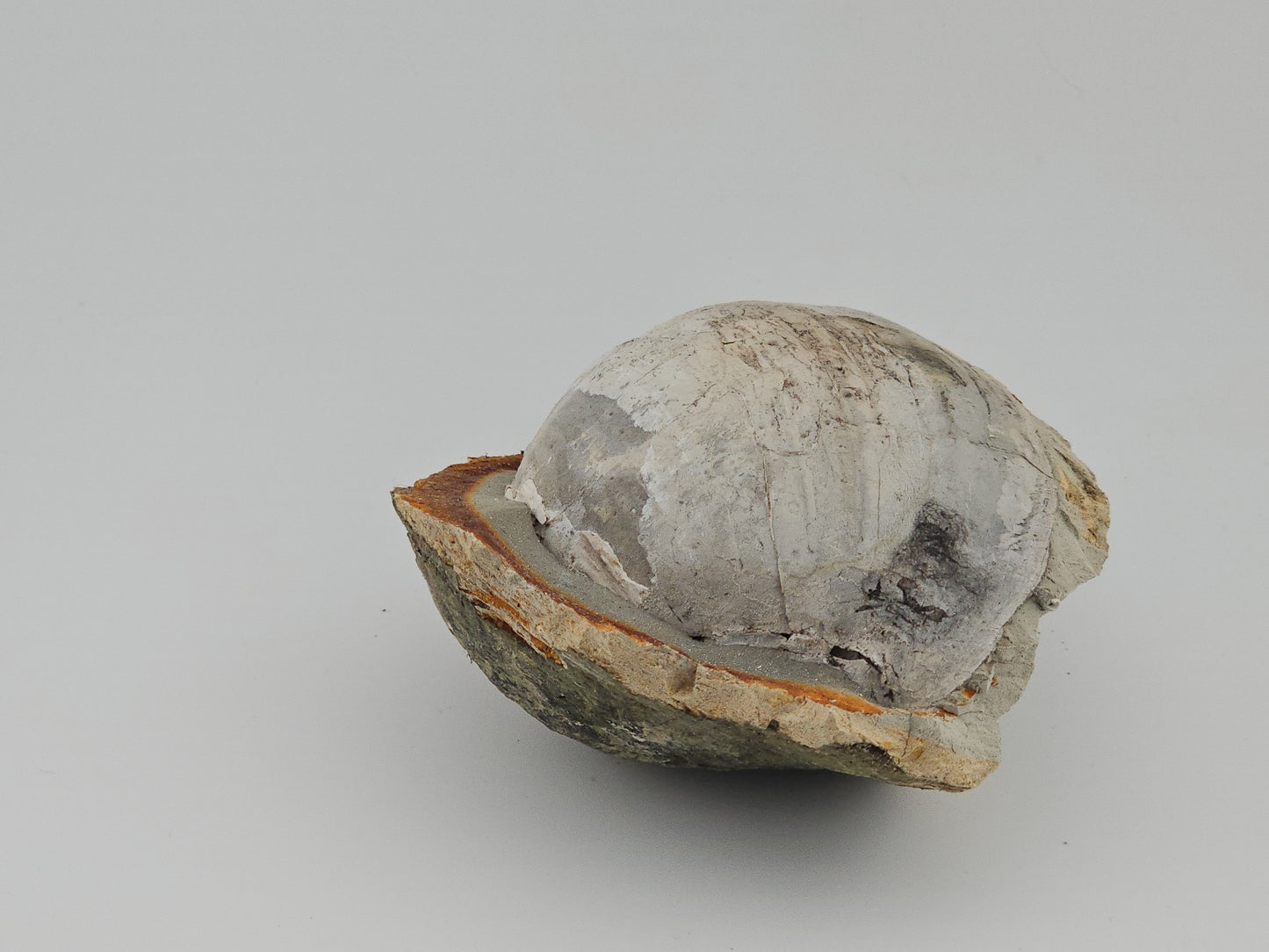 Clam Shell ID#118