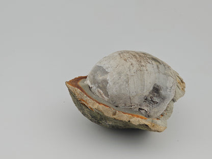 Clam Shell ID#118