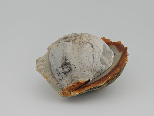 Clam Shell ID#118