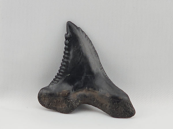 Snaggletooth Shark Top Front Tooth ID#11 – Prehistoric Finds