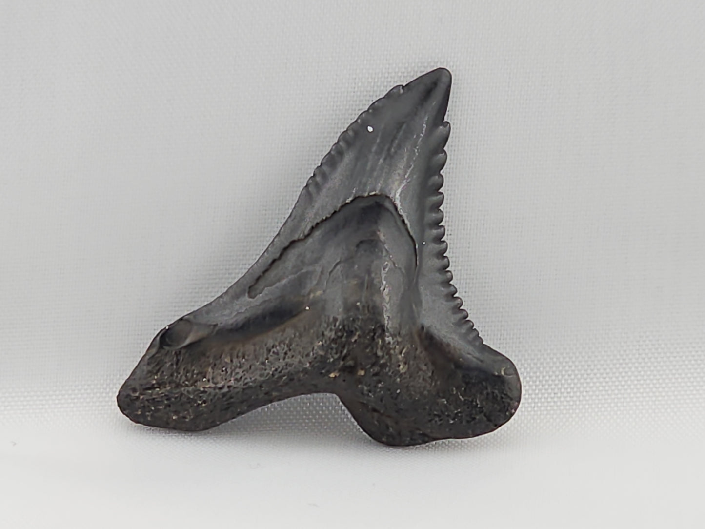 Snaggletooth Shark Top Front Tooth ID#11
