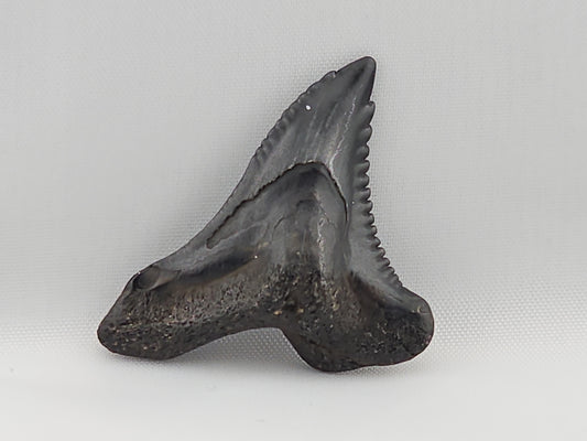 Snaggletooth Shark Top Front Tooth ID#11