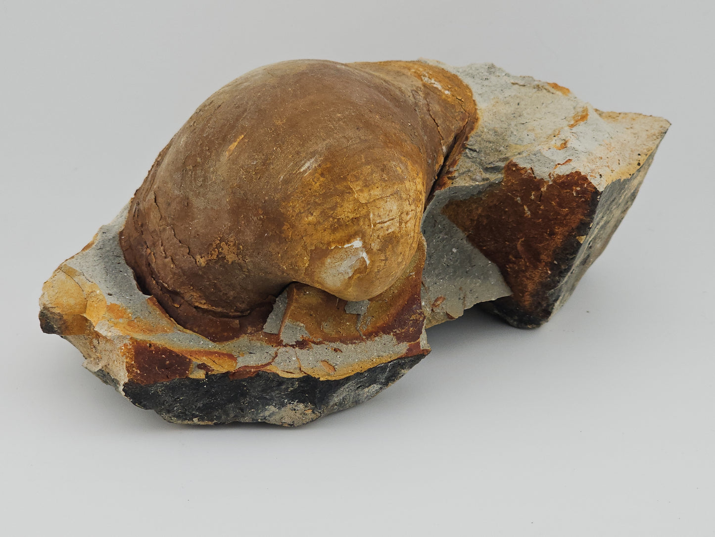 Clam Shell ID#120