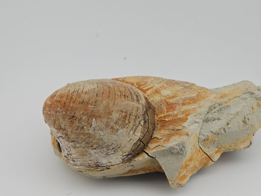 Clam Shell ID#122