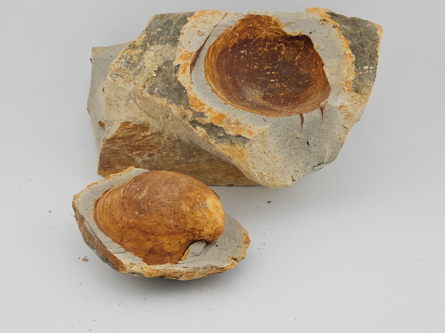 Clam Shell ID#123