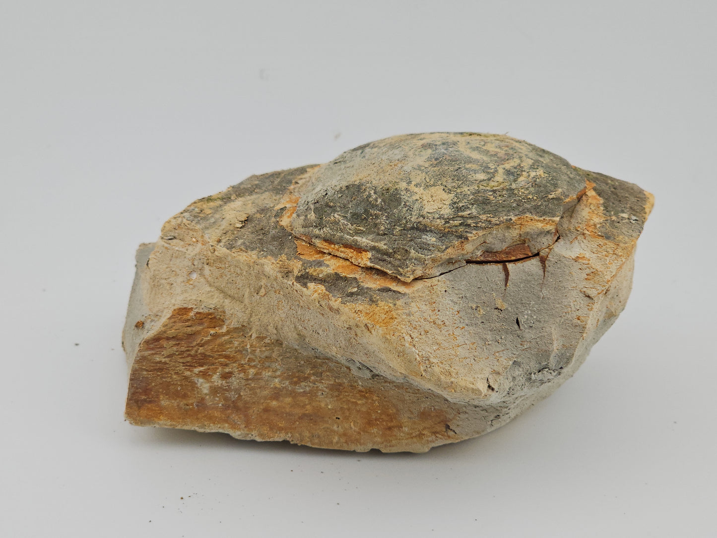 Clam Shell ID#123
