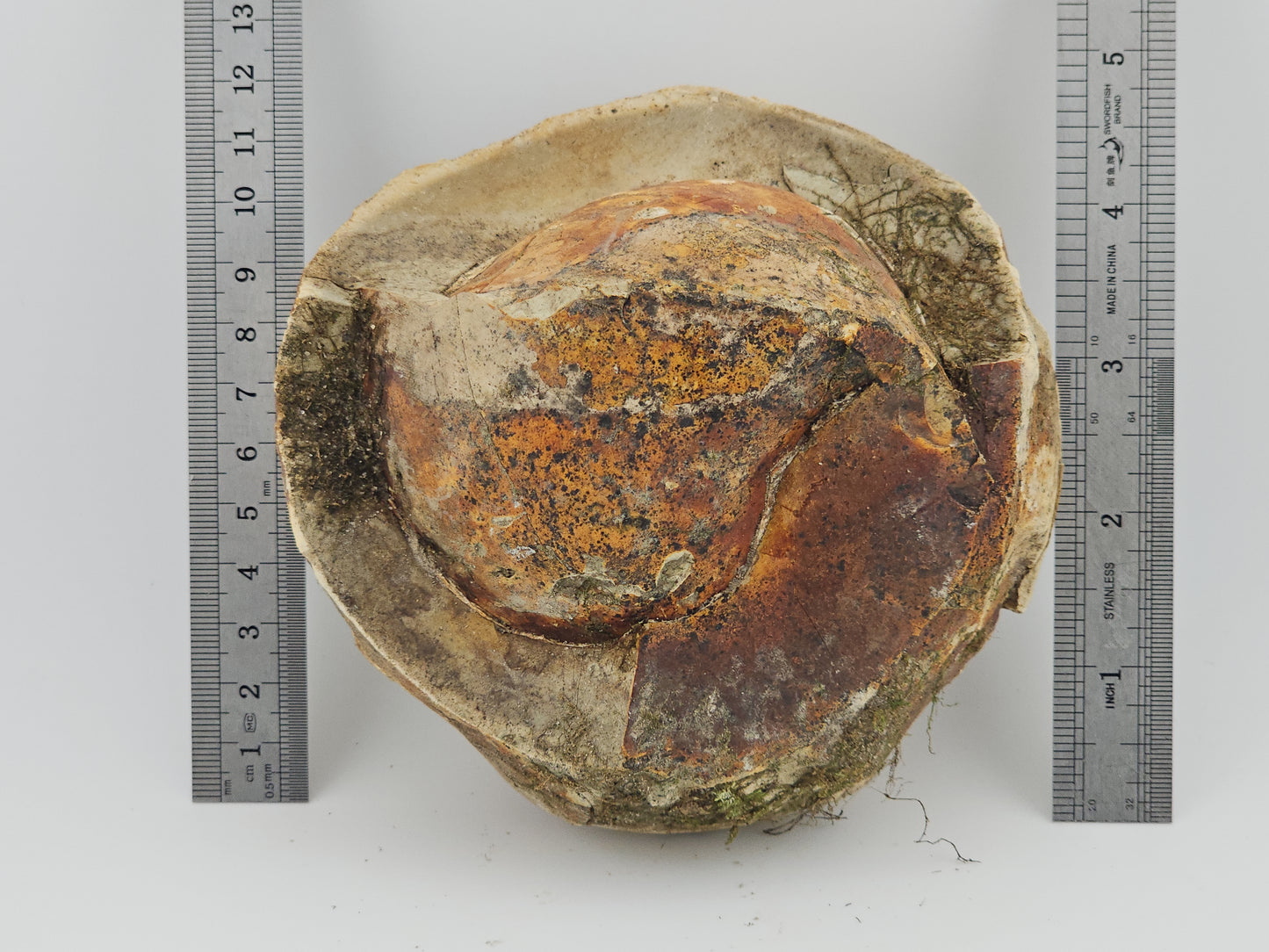 Clam Shell ID#125