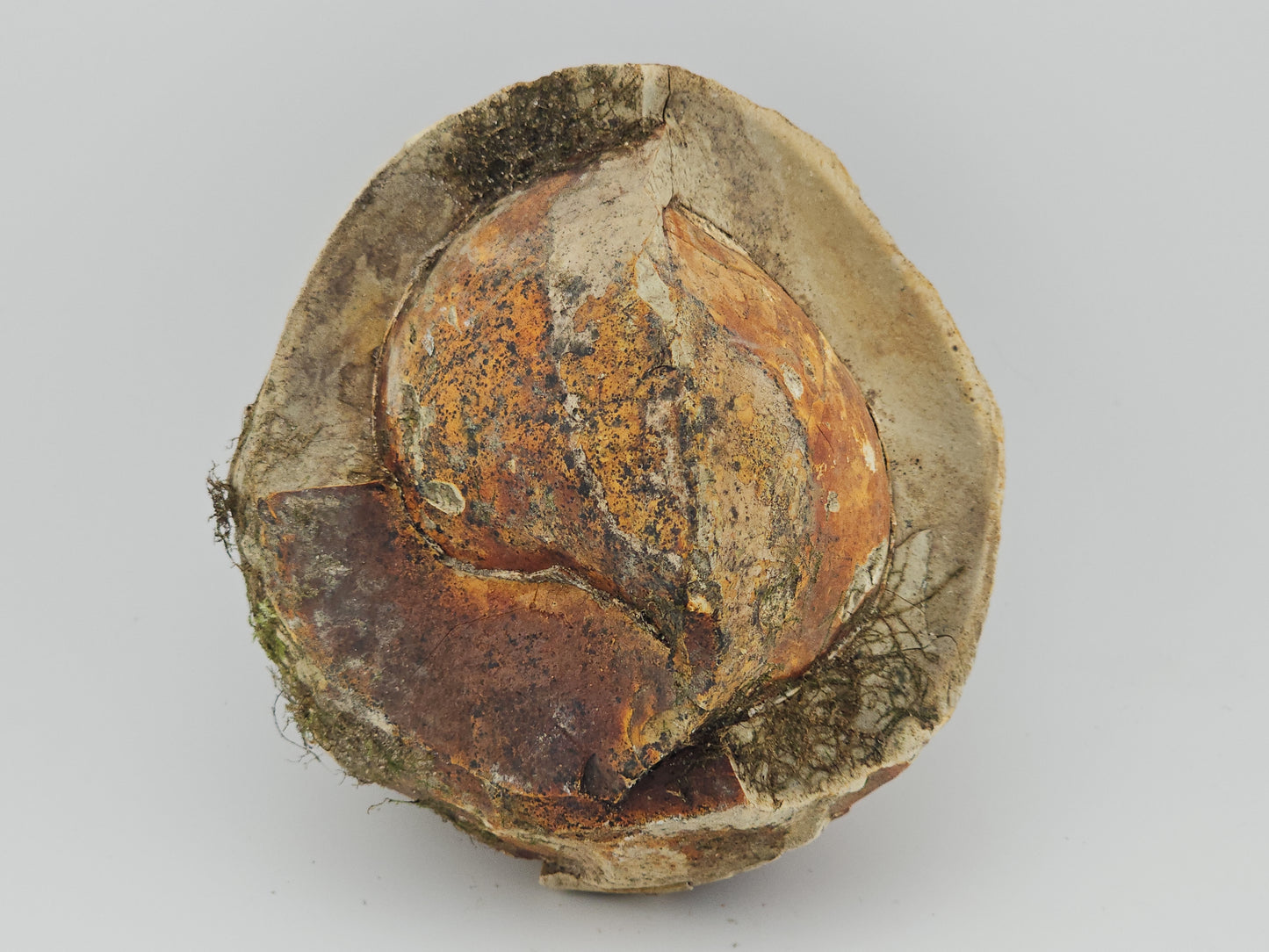 Clam Shell ID#125