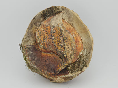 Clam Shell ID#125