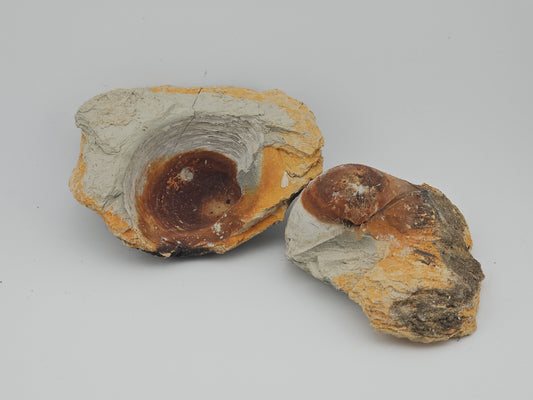 Clam Shell ID#126