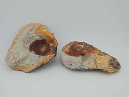 Clam Shell ID#126
