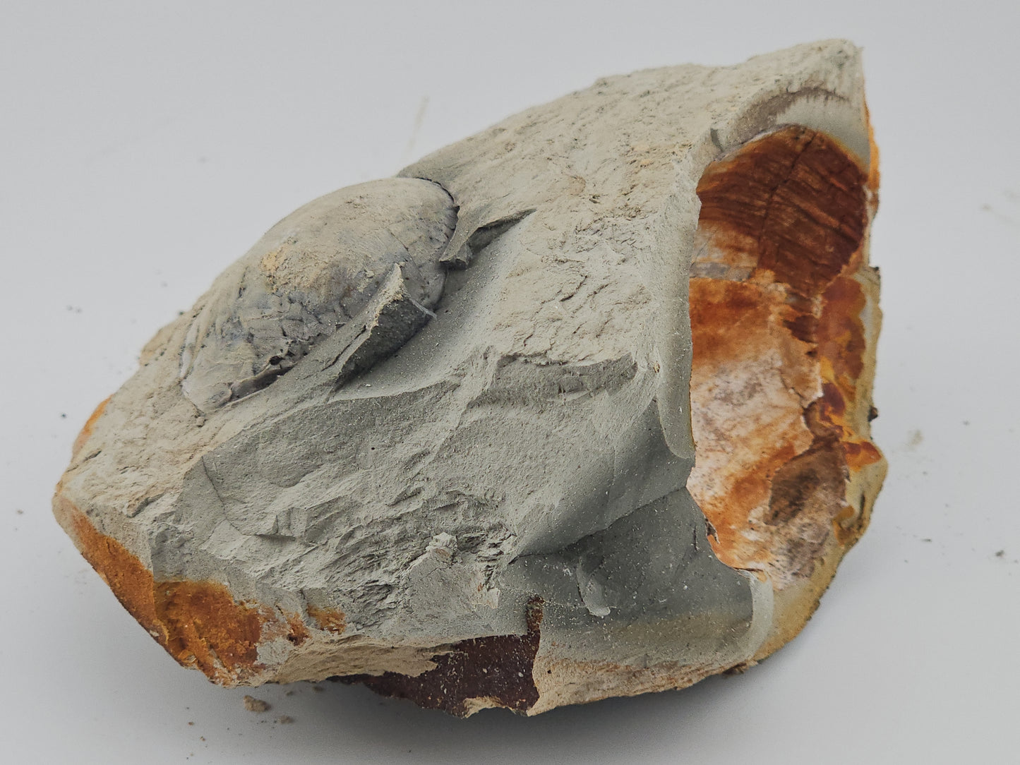 Clam Shell ID#127