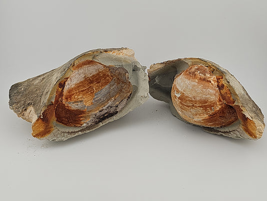 Clam Shell ID#127