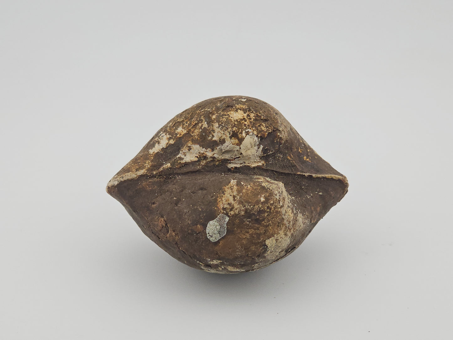 Clam Shell ID#128