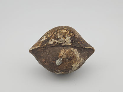 Clam Shell ID#128