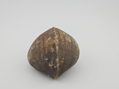 Clam Shell ID#128