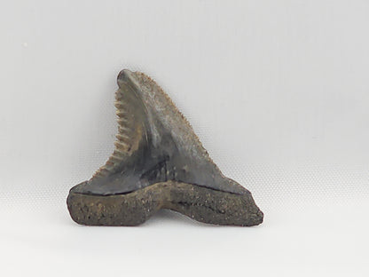 Snaggletooth Shark Top Rear Tooth ID#12