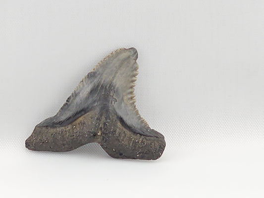 Snaggletooth Shark Top Rear Tooth ID#12