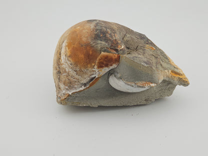 Clam Shell ID#130