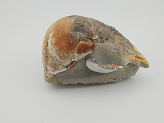 Clam Shell ID#130