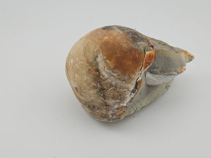 Clam Shell ID#130
