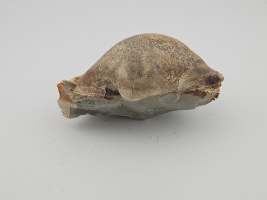 Clam Shell ID#132