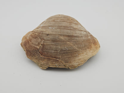 Clam Shell ID#133