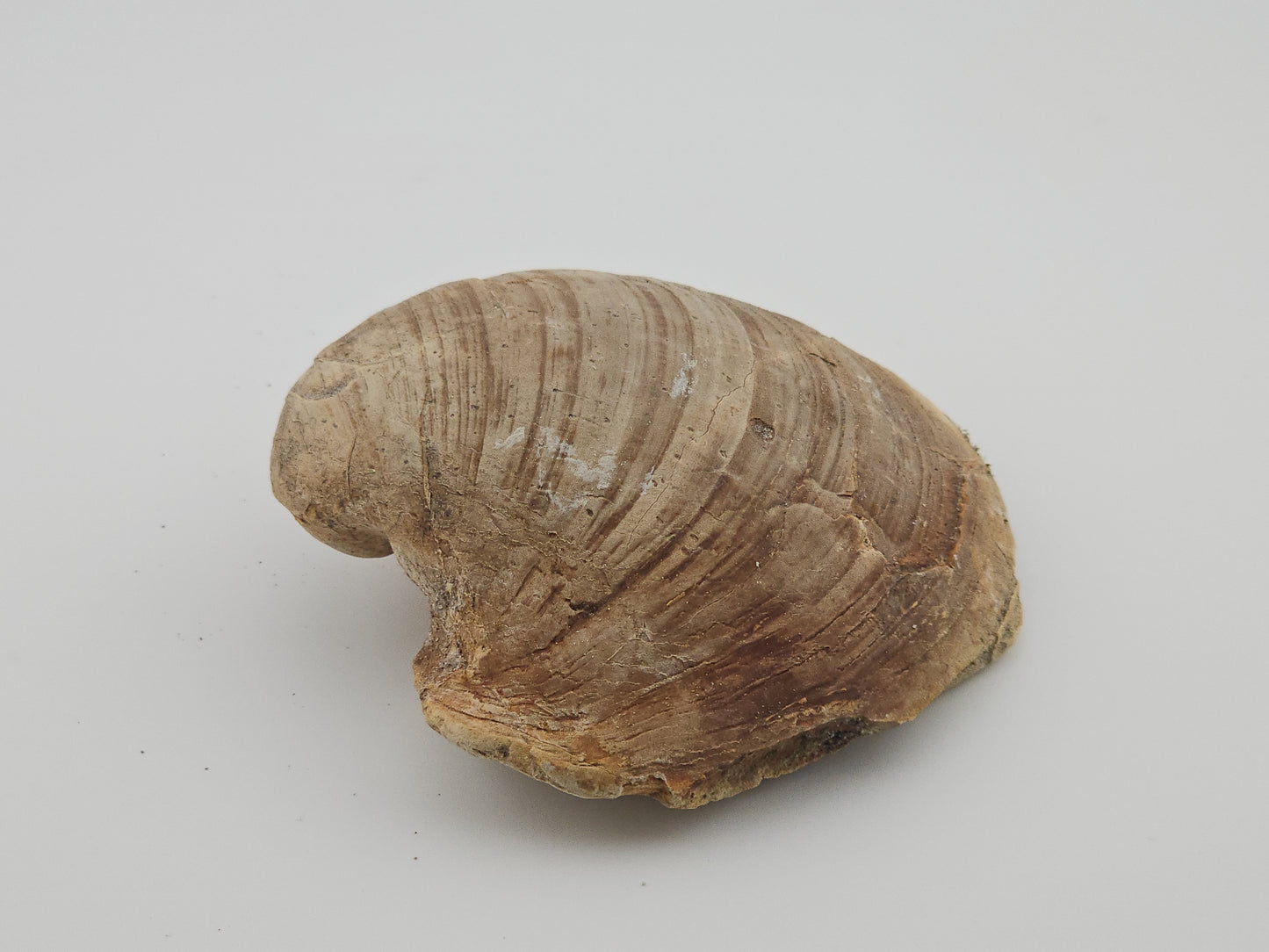 Clam Shell ID#133