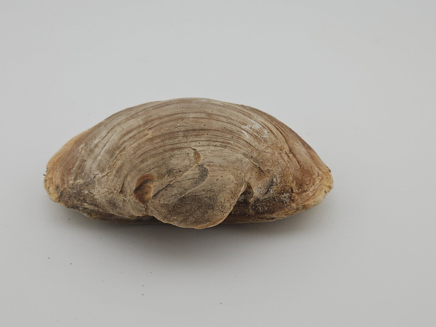 Clam Shell ID#133
