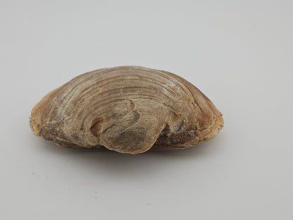 Clam Shell ID#133