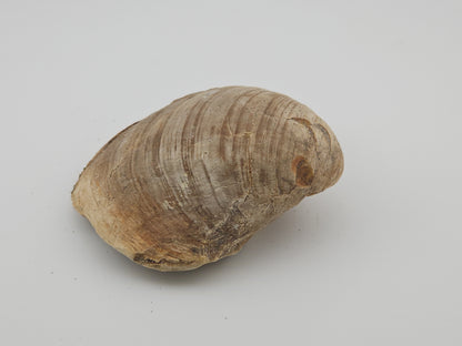 Clam Shell ID#133