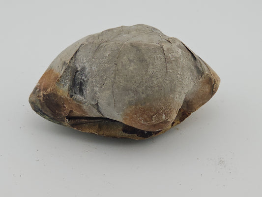 Clam Shell ID#134