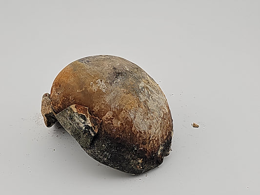 Clam Shell ID#138