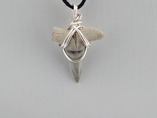 Lemon Shark Tooth ID#139